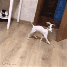 Cat Scared GIF - Cat Scared Mirror GIFs