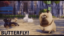 the secret life of pets butterfly dogs pug excited
