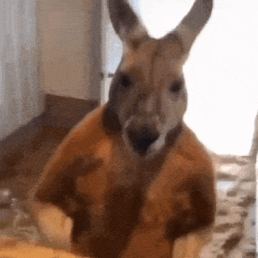 kangaroo-punch.gif