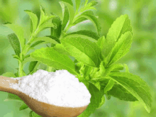 Stevia Dry Leaves GIF - Stevia Dry Leaves GIFs