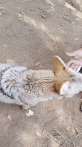 Pet Yote GIF - Pet Yote Coyote GIFs