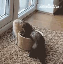 Play Fight The Pet Collective GIF - Play Fight The Pet Collective Ferret GIFs