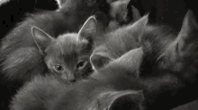 Curious GIF - Animals Cats Kittens GIFs