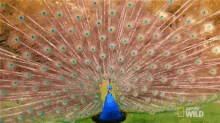 Peacock GIF - Nat Geo Nat Geo Wild Peacock GIFs