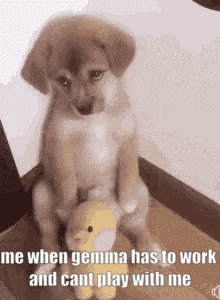 a puppy is sitting on top of a stuffed animal with the caption me when gemma has to work and cant play with me .