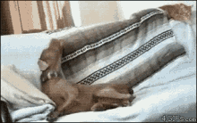 Bedtime Dogs GIF - Bedtime Dogs Funny Animals GIFs