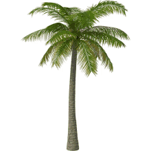 palmuseksuaali