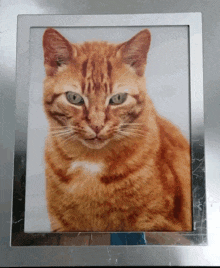 Thomas Pusscat GIF