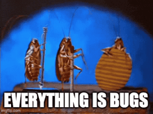 three cockroaches are standing next to each other with the words everything is bugs above them .