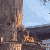 a squirrel sitting on a tree trunk eating a piece of food