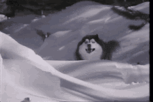 a black and white dog is standing in the snow with its mouth open