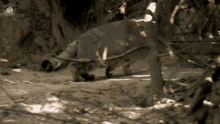 a zebra is walking through the dirt in a zoo enclosure