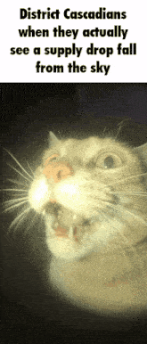 District Cascade Cat GIF - District Cascade Cat Meme GIFs