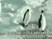 rude penguins brotherhood