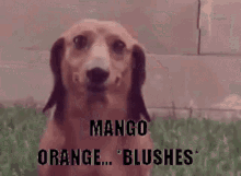 Mango Orange Blushes GIF - Mango Orange Blushes GIFs