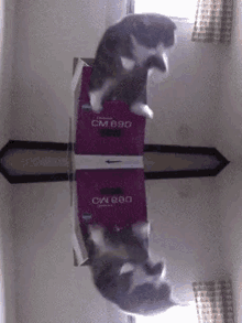 GIF