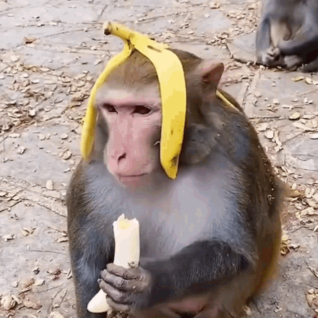 MACACOS ENGRAÇADOS - Os melhores vídeos de macacos engraçados. Falando,  gritando, dançando ou rindo! 