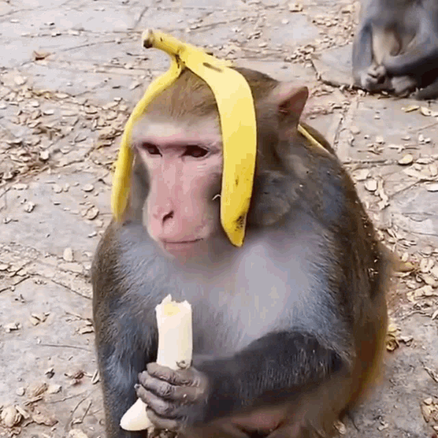 Macaco engraçado na praia