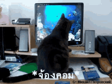 แมว จ้องคอม GIF - Cat Use Computer Hungry GIFs