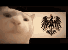 Kaiser Of Prusian Cat GIF - Kaiser Of Prusian Cat GIFs