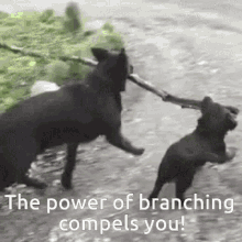 Branch Dog GIF - Branch Dog Dogs GIFs