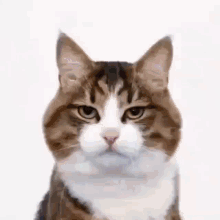 Kucing Lucu GIF - Kucing Lucu Imut GIFs