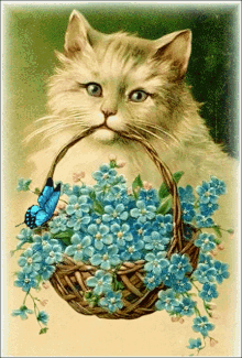 cat butterfly basket grapes