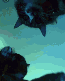 two cats are looking at each other in a blue background
