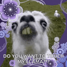 Llama Smile GIF - Llama Smile Creepy GIFs