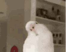 Bird Scream GIF - Bird Scream Screaming GIFs