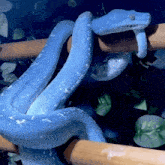 Blue Snake GIF - Blue Snake Slither GIFs