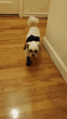 theoperageek scotty cute puppy dog with socks dog