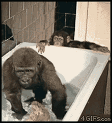 Gorillaglue Monkey GIF - Gorillaglue Gorilla Monkey GIFs