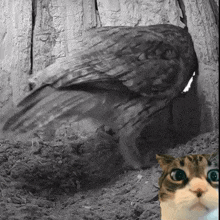 a black and white photo of a cat looking at a bird