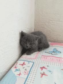 Pazartesi Kedi Cant Sleep GIF - Pazartesi Kedi Cant Sleep Cat GIFs