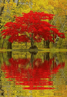Water Reflection GIF - Water Reflection Tree GIFs