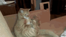 When Someone Tries To Touch You After A Fight GIF - Nope Angry Cat GIFs