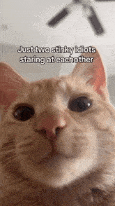 a cat with a caption that says just two stinky idiots staring at each other