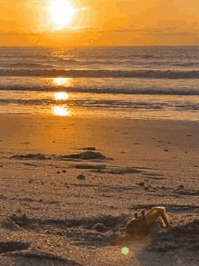 Crab Beach GIF - Crab Beach Sunrise GIFs