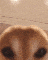 a close up of a dog 's face with a white background