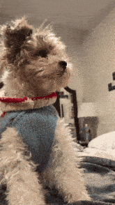 a small dog wearing a blue sweater looks up