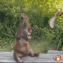a monkey is sitting on a wooden bench with its arms up in the air .