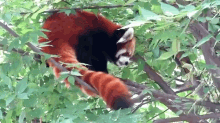 Nap Time GIF - Red Pandas Pandas Sleep GIFs