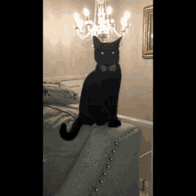 Cat Black Cat GIF - Cat Black Cat Tail Swish GIFs