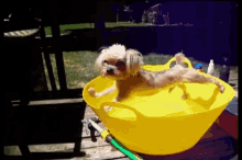 Cute Dog Does His Best To Not Get Wet GIF - Dog Puppy Cute GIFs