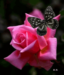 Have A Beautiful Day GIF