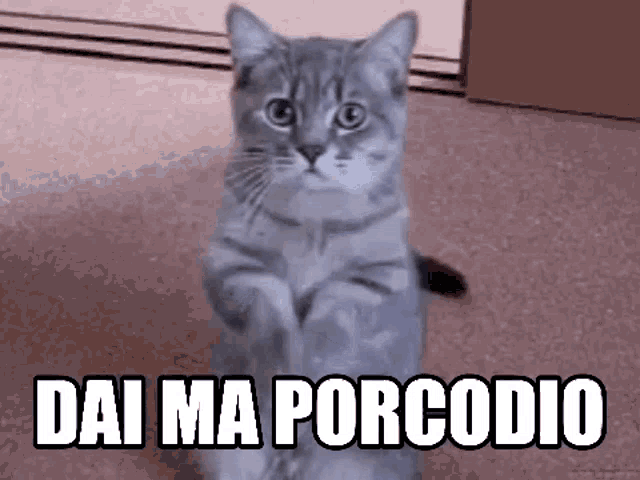 Porcodio Cat Gatto GIF - Porcodio Cat Gatto - Discover & Share GIFs