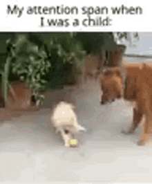 Attention Span GIF - Attention Span Dogs GIFs