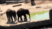 Push Elephants GIF - Push Elephants GIFs