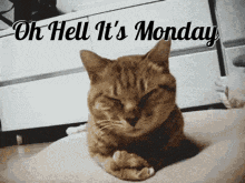 Monday Left Me Broken Cat GIF - Monday Left Me Broken Cat GIFs